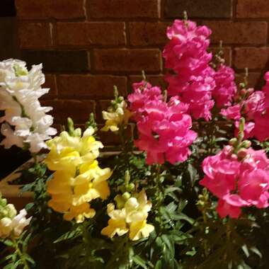 Snapdragon