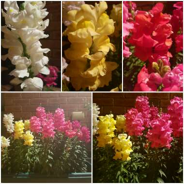 Snapdragon