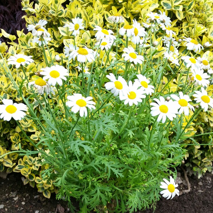plant image 148110