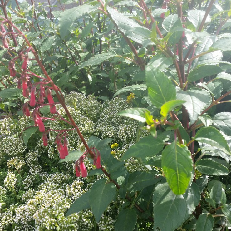 Plant image Phygelius capensis 'Magenta'