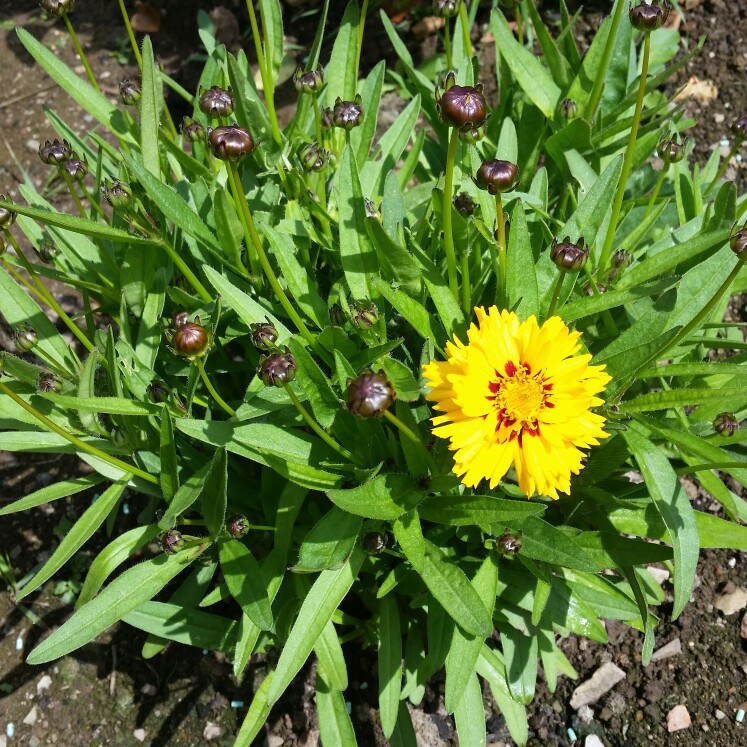 Plant image Coreopsis grandiflora 'Sunfire'