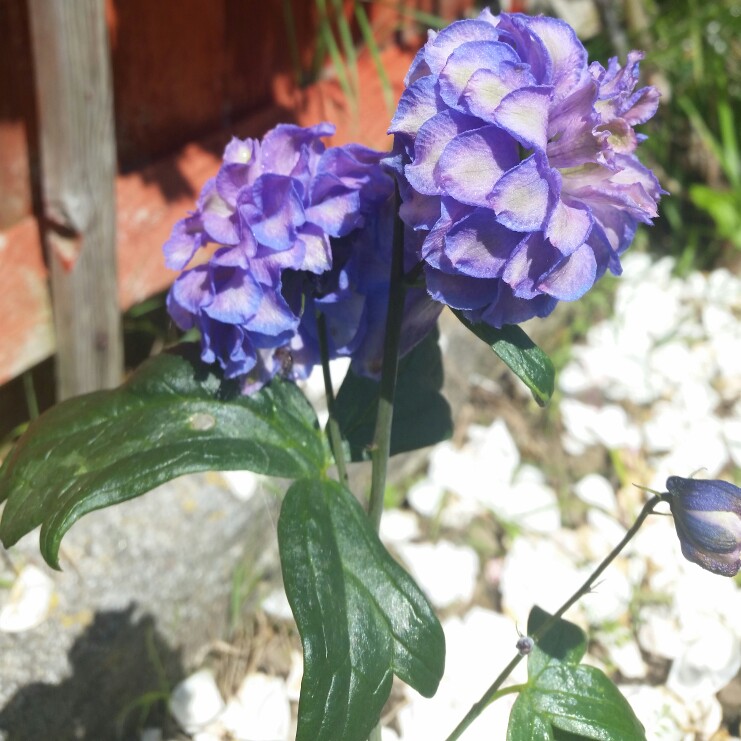 plant image 148288