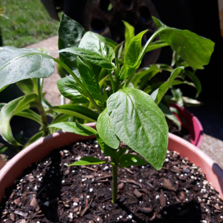 plant image 1611182