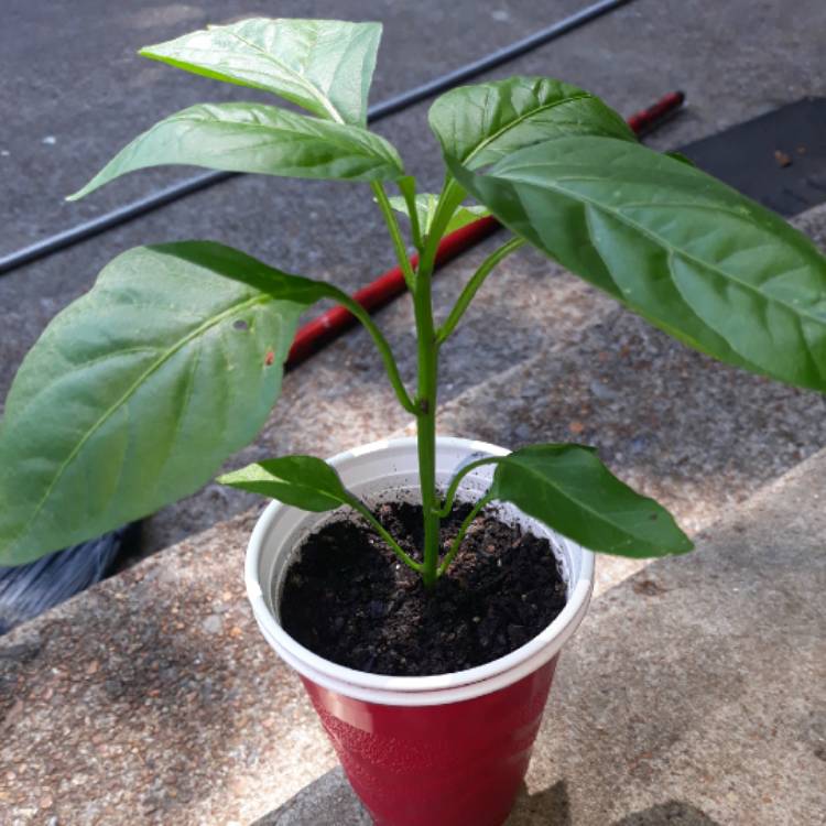 plant image 1612632
