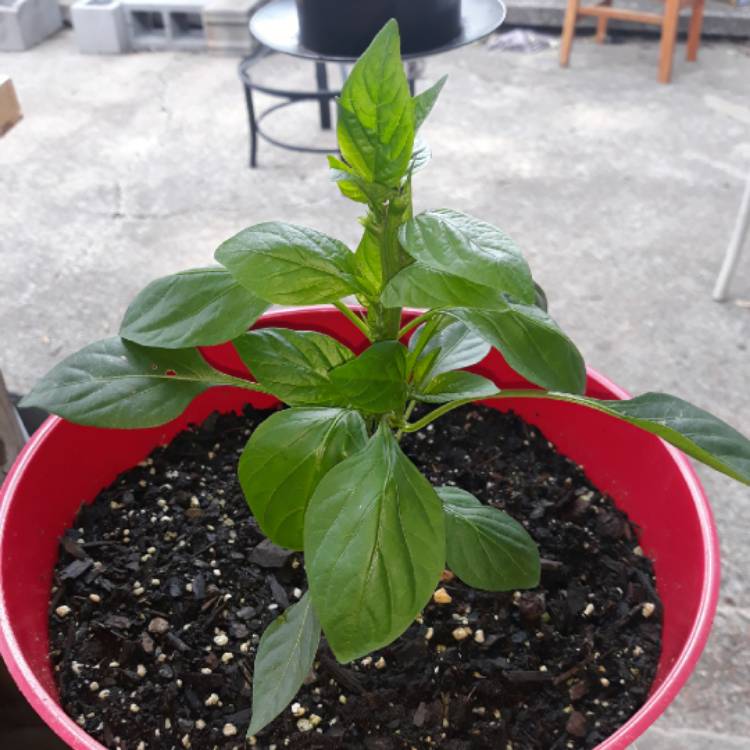 plant image 1613427