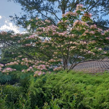 Euphorbia marginata