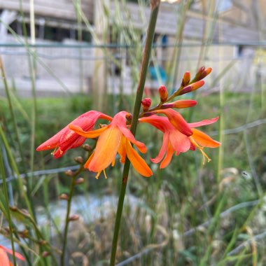 Crocosmia