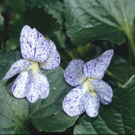 plant image 1561431