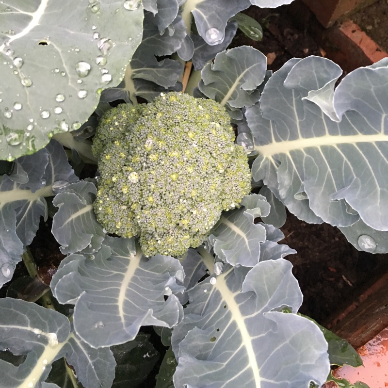 Plant image Brassica oleracea (Italica Group)