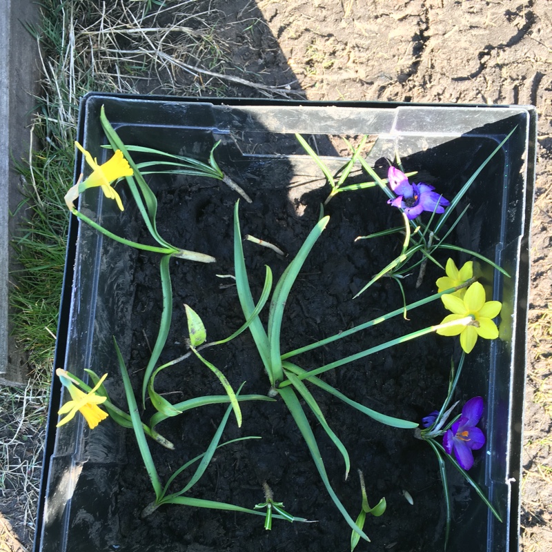 plant image 22882