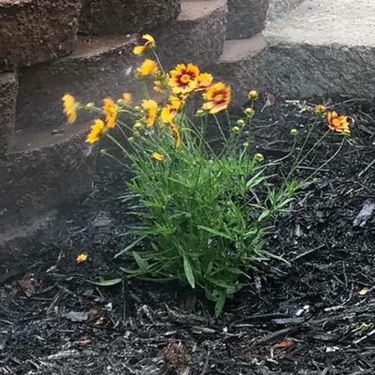 Plant image Coreopsis grandiflora 'Sunfire'