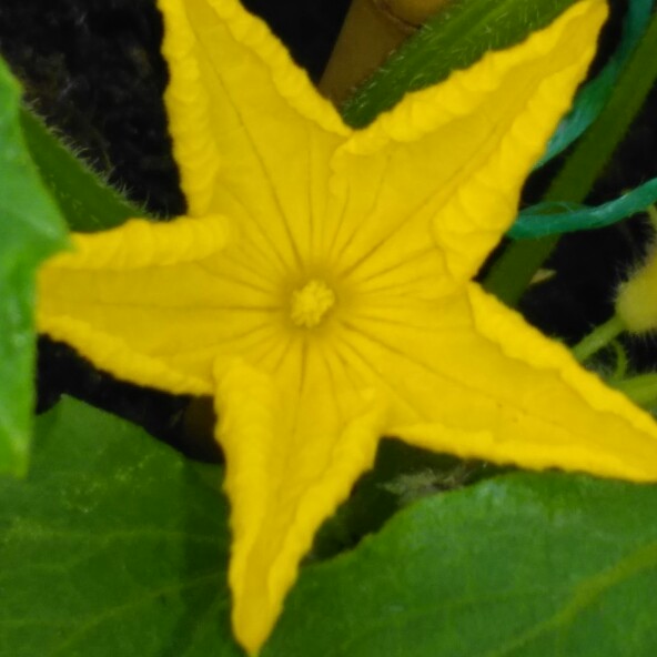 Plant image Cucumis Sativus 'Marketmore'