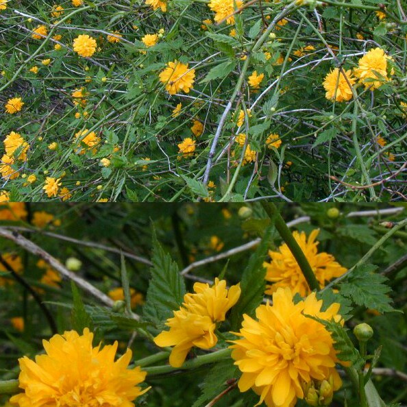 Plant image Kerria japonica 'Golden Guinea'