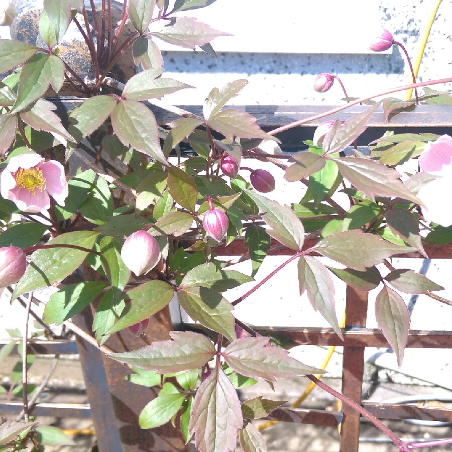 Plant image Clematis montana 'Warwickshire Rose'