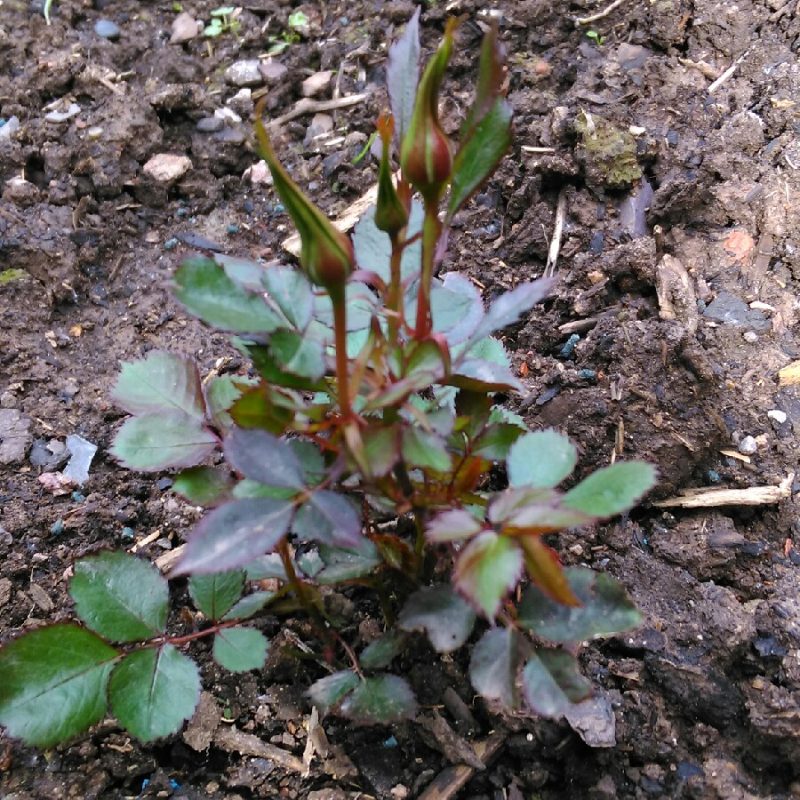 plant image 86031