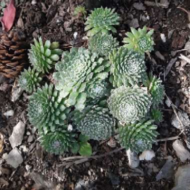 Joni's garden