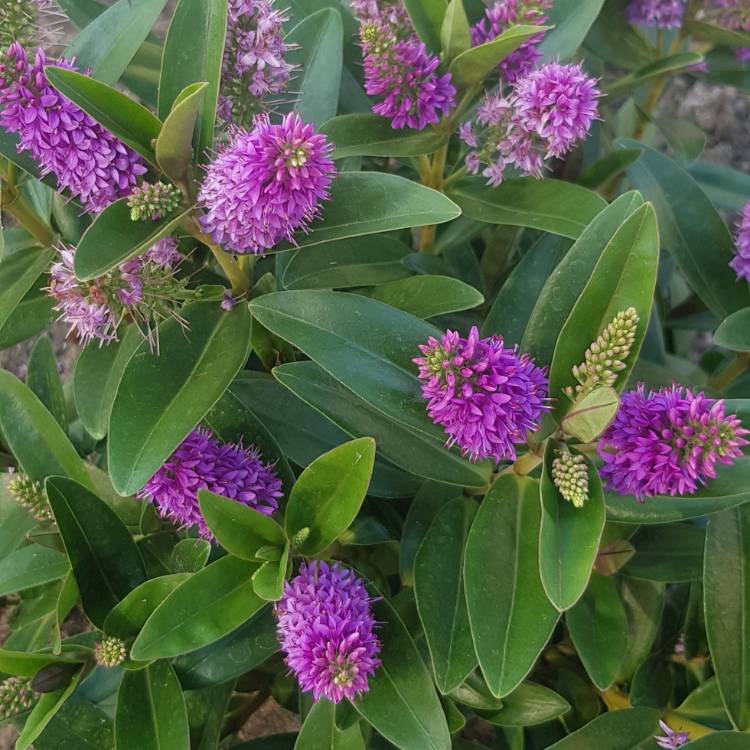 plant image 1368522