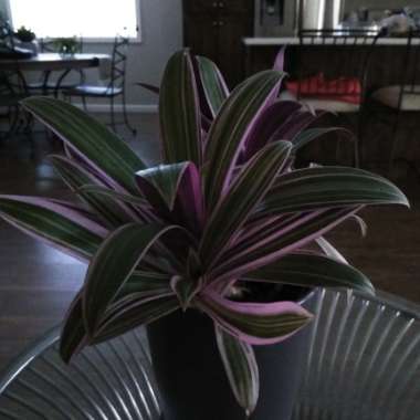 Tradescantia spathacea  syn. Rhoeo spathacea, Rhoeo discolor
