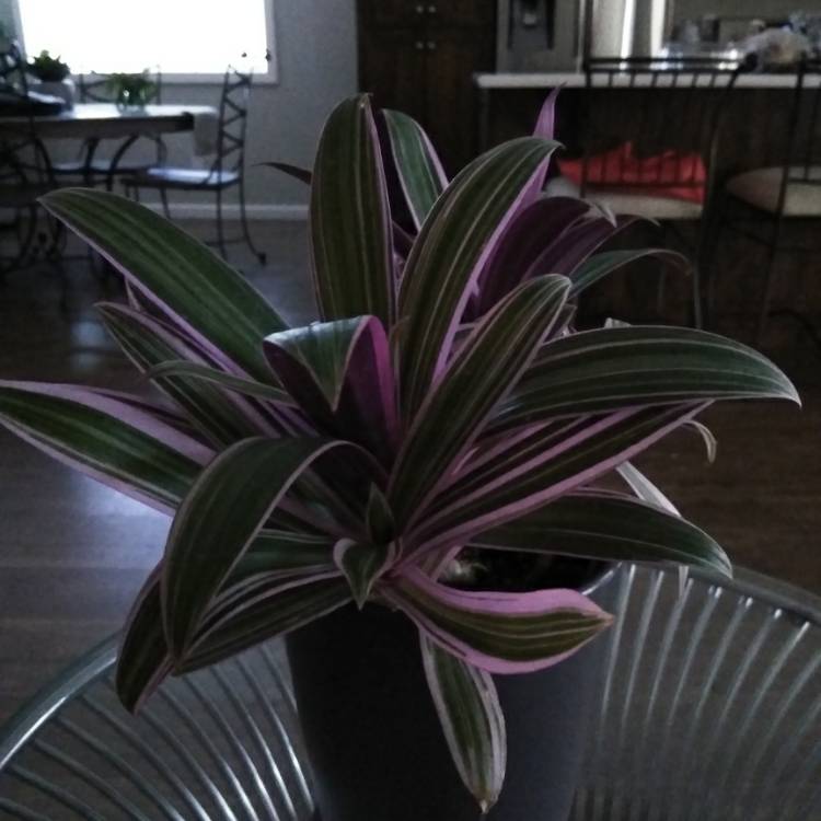 plant image 1135309