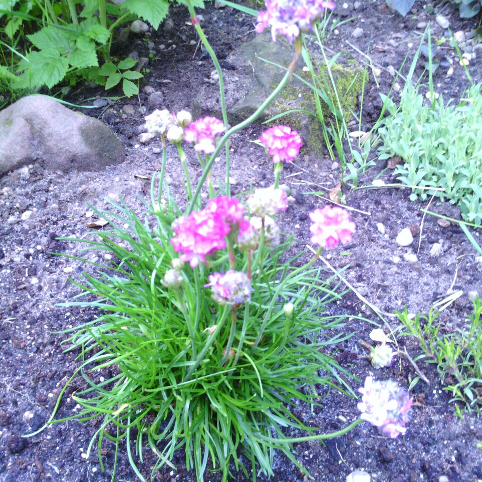 plant image 71481