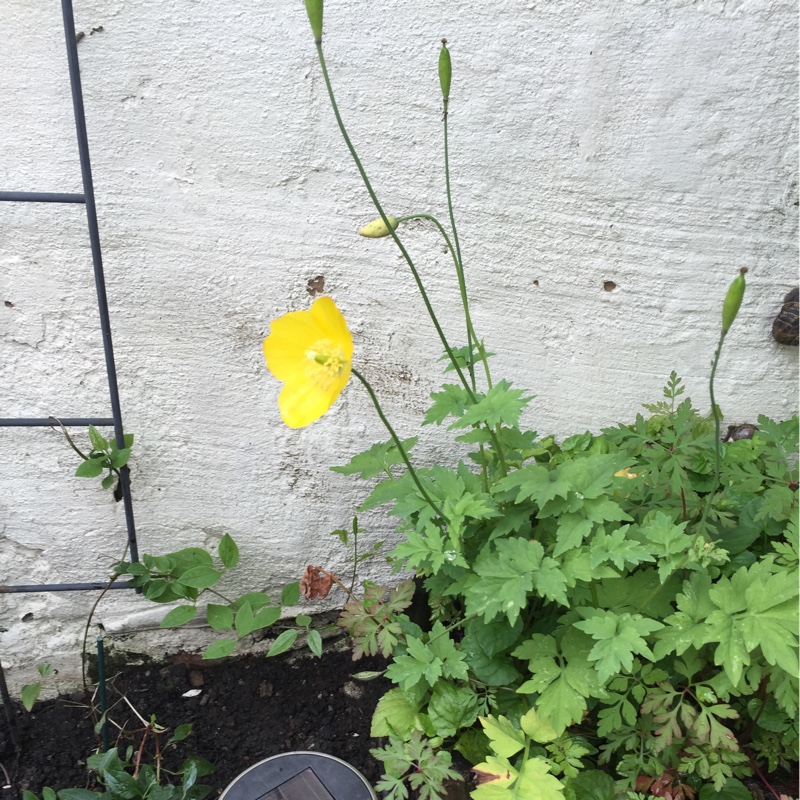 plant image 143729