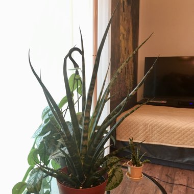 Snake Plant 'Mikado'