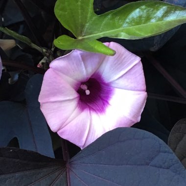 Blackie Sweet Potato Vine