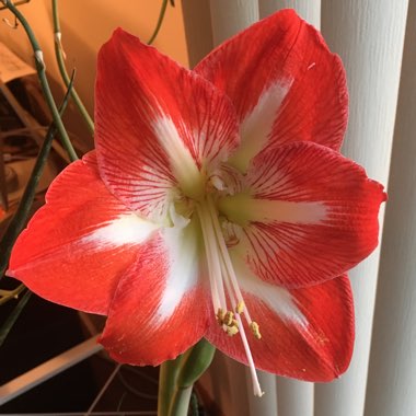 Hippeastrum (Amaryllis)