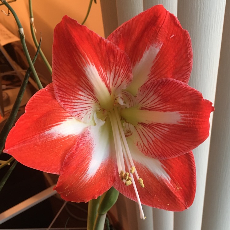 plant image 1208670