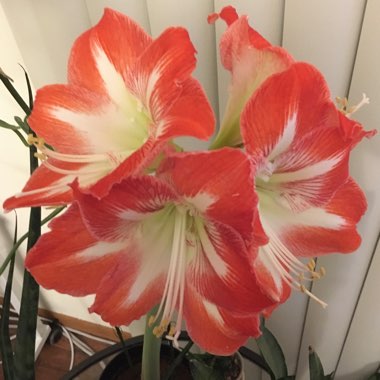 Hippeastrum 'Minerva'