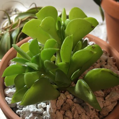 Peperomia 'Maxi'