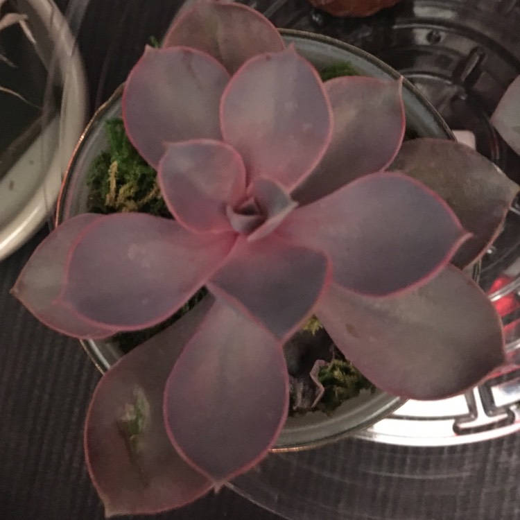 plant image 608684