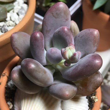 Pachyphytum oviferum