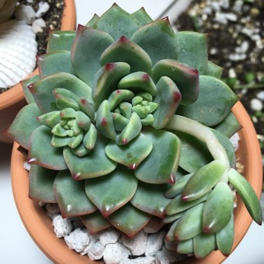 xSedeveria Blue Elf