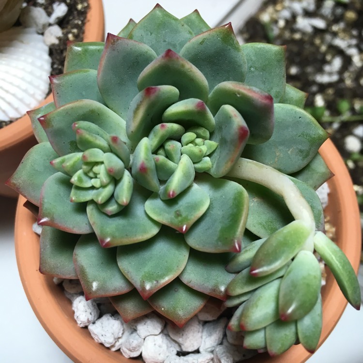 plant image 614436