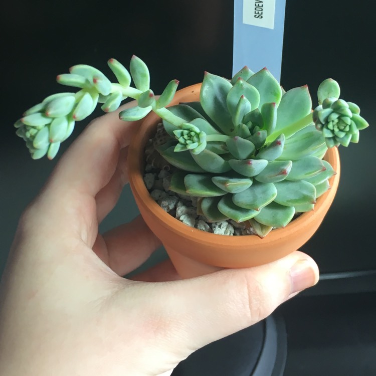 Plant image xSedeveria Blue Elf