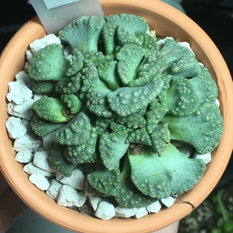 Plant image Titanopsis Calcarea (Living Jewel)