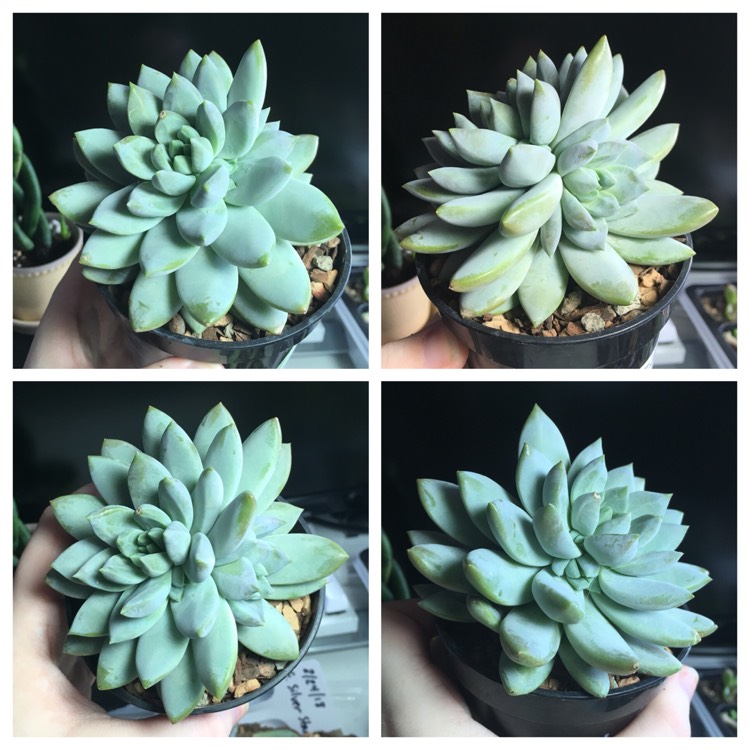 Plant image xSedeveria Lilac Mist