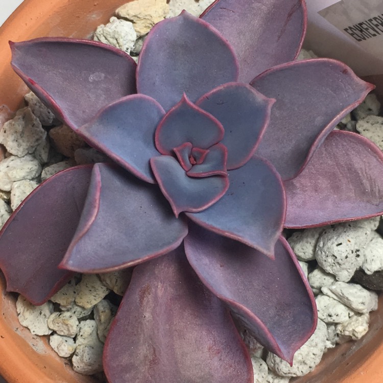 Plant image Echeveria Purple Pearl