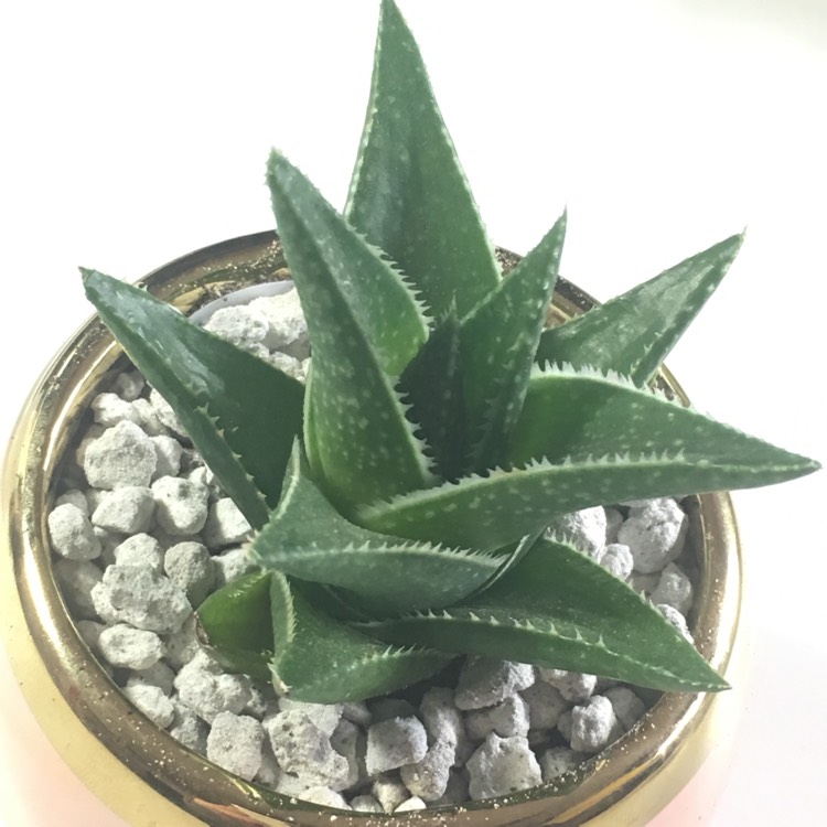 plant image 637776