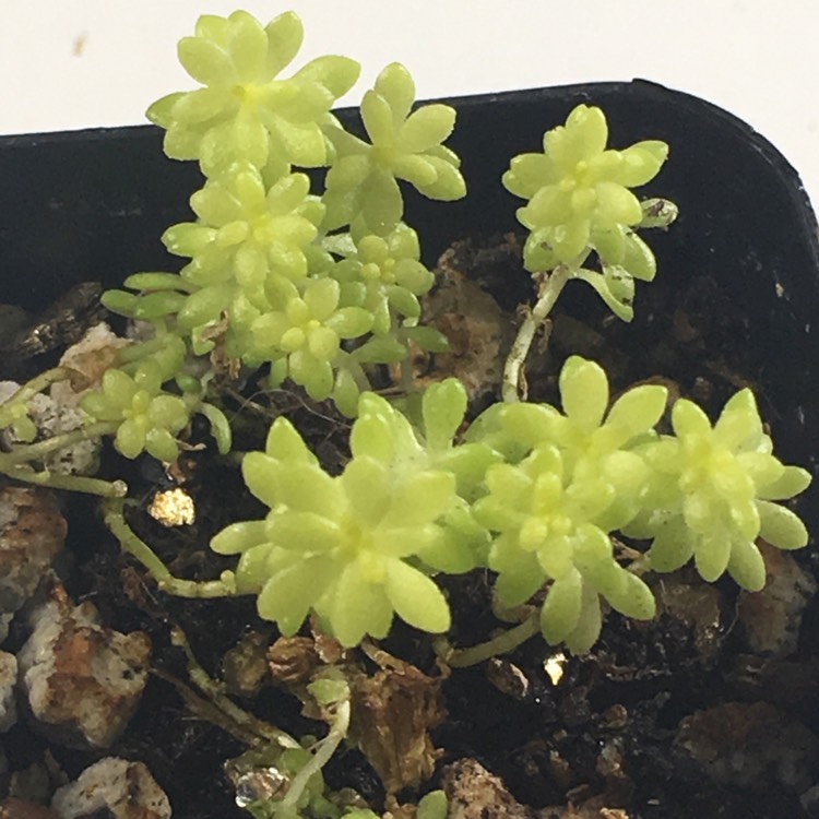 Plant image Sedum japonicum 'Tokyo Sun'