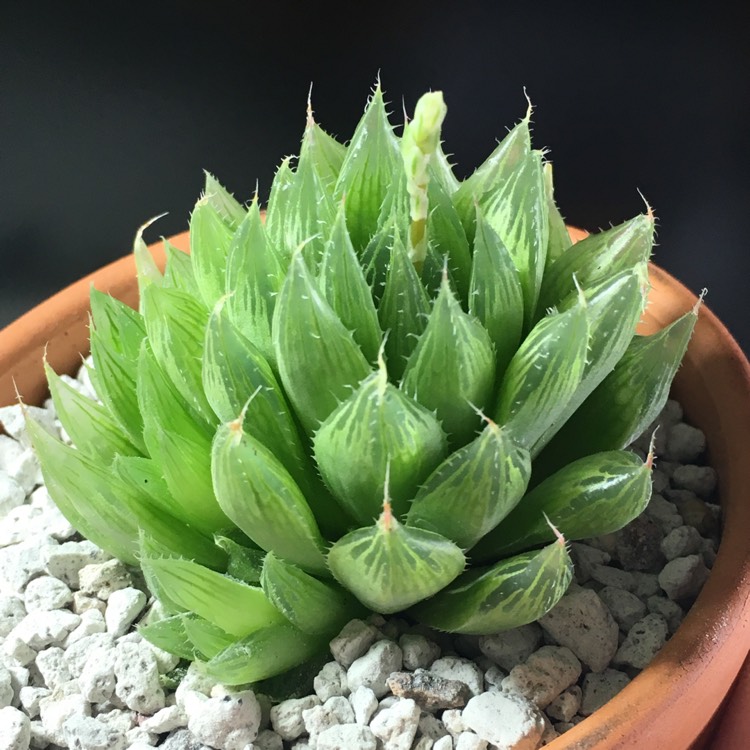 plant image 655218