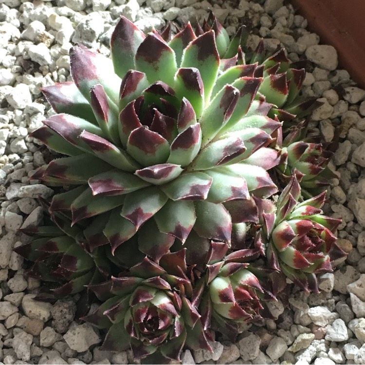 plant image 657706
