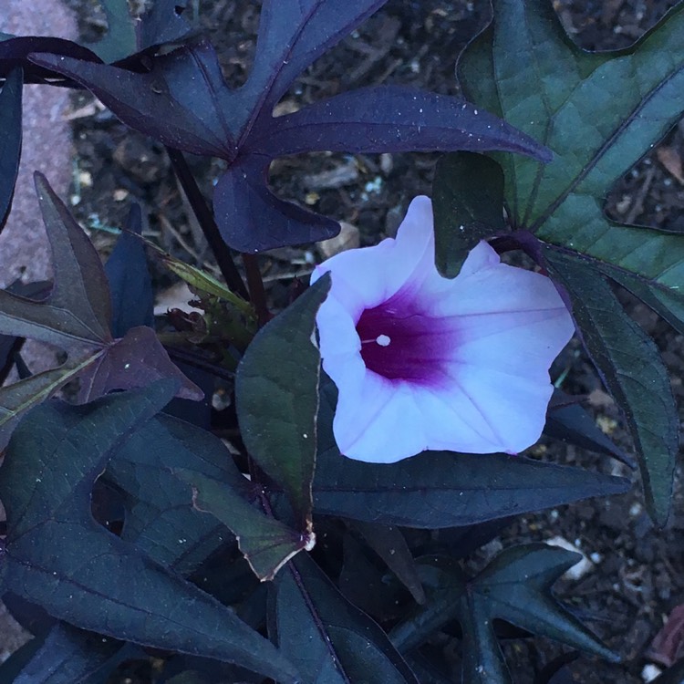 plant image 726312