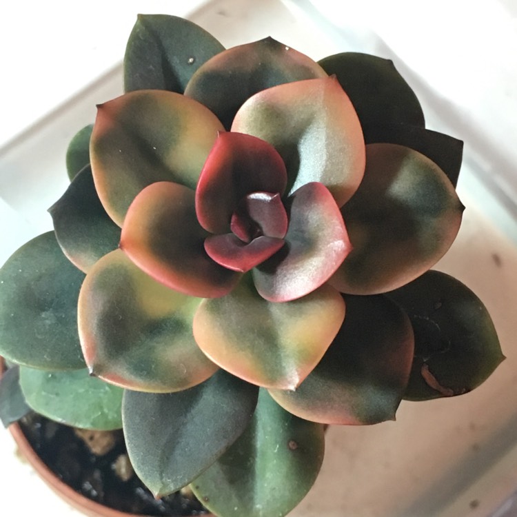 plant image 753363