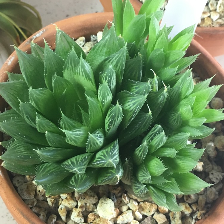 plant image 844999