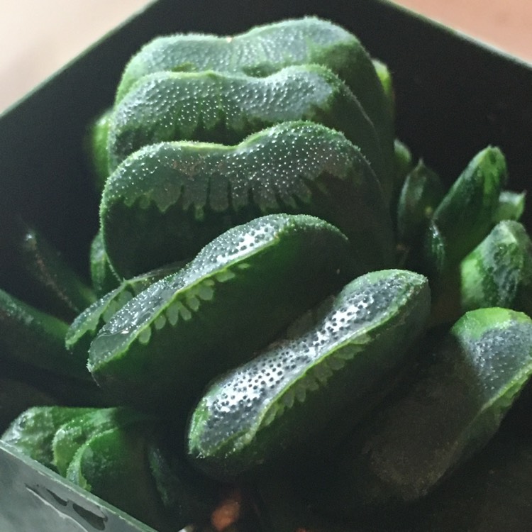 Plant image Haworthia truncata hybrid 'Black Coral'