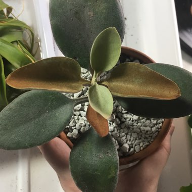 Kalanchoe orgyalis