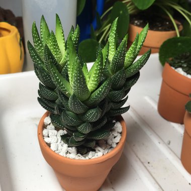 Haworthiopsis coarctata f. greenii syn. Haworthia coarctata f. greenii, Haworthia greenii