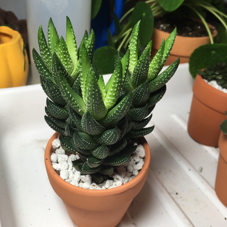 Plant image Haworthiopsis coarctata f. greenii syn. Haworthia coarctata f. greenii, Haworthia greenii